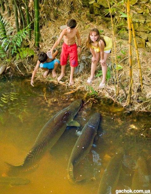 crapi - 245870575137201302141700263880.jpg